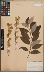 Foto von Salix caprea L.
